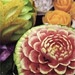 Tu B'Shvat - The laws of nature and growth