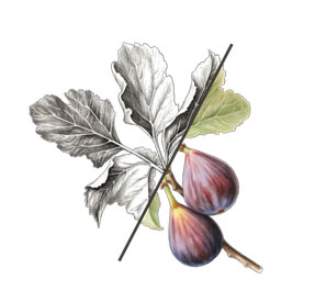 A fig branch, half engraving and half color, split by a diagonal line.