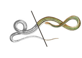 Two serpents, half engraving and half color, split by a diagonal line.
