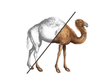 A camel, half engraving and half color, split by a diagonal line.